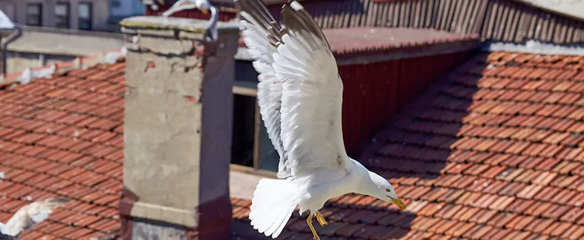 Residential Chimney Animal Removal Solution in Palmetto Bay, FL